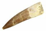 Fossil Plesiosaur (Zarafasaura) Tooth - Morocco #297912-1